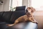 Топ 10 ствари које власници паса раде када оставе свог љубимца код куће сами