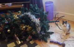 Како сачувати мачку да се пење на божићно дрвце