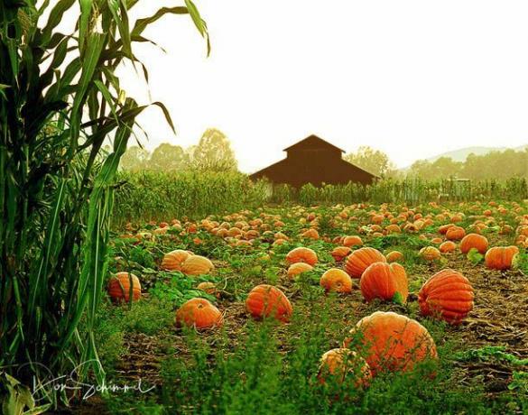 фластер од бундеве