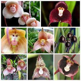 Орхидеја Дракуле (100 семенки)