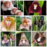 Ове ретке орхидеје изгледају попут мајмунских лица, а сјеме можете купити