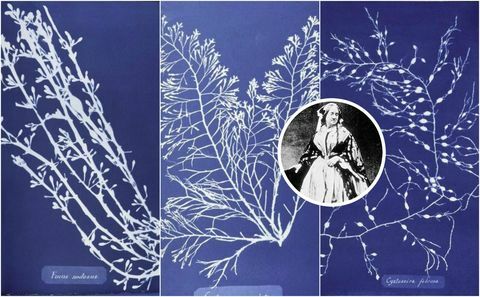 Анна Аткинс ботанички отисци: фотографије британских алги: утисци цијанотипа (1843)