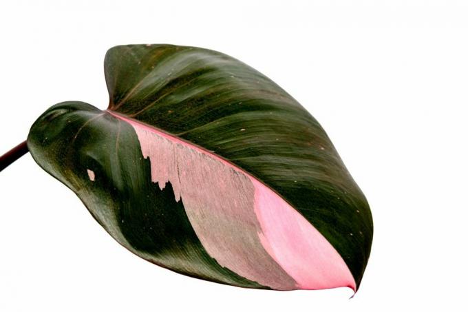 пхилодендрон ерубесценс ружичаста принцеза шарена биљка на белој позадини
