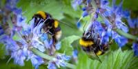 Како можемо спасити људску расу са мешавином шећера и воде - спасите пчеле
