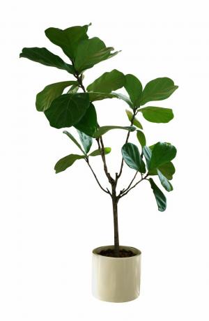 зелено лишће тропска кућна биљка лист смокве фицус лирата у малом керамичком лонцу, украсно дрво изоловано на белој позадини, укључена стаза за сечење