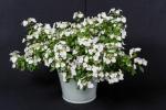 Цветна изложба Цхелсеа биљка године је хортензија, белоглава невеста 'Снежана'