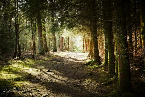 Прекрасне шуме у Великој Британији да испробају Форест Батхинг