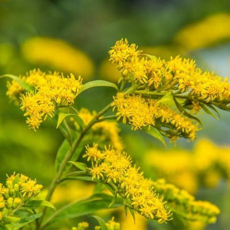 солидаго цанаденсис канадски златник жуто летње цвеће лековита биљка