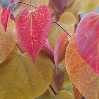 Cercis Canadensis 'Večni plamen'®