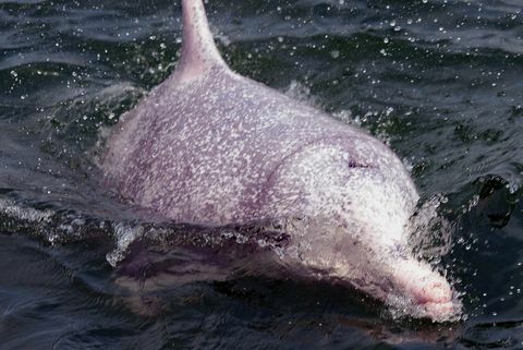 хонг конг заштита животне средине животињски делфин