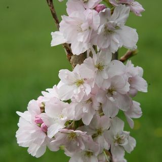 Прунус 'Аманогава' Јапанска цветна трешња