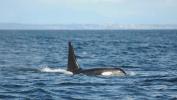 105-годишњи китов у Тихом океану
