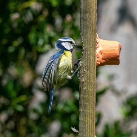 птица плава сјеница у врту дивљих животиња са домаћом хранилицом за птице од сует