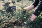 Како посадити живо божићно дрвце