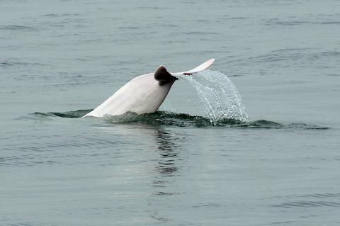 хонг конг заштита животне средине животињски делфин