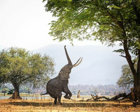 Афрички слон Босвелл на два стопала код базена Мана, Зимбабве