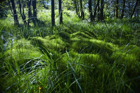 Прекрасне шуме у Великој Британији да испробају Форест Батхинг