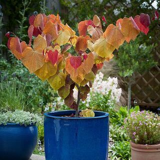 Cercis Canadensis 'Večni plamen'®