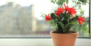 прелепа цветајућа биљка шлумбергера Божић или кактус захвалности у саксији на прозорској дасци простор за текст