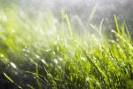 Зашто никада не бисте залијевали свој травњак, чак ни за време врућине - савети за летње баште