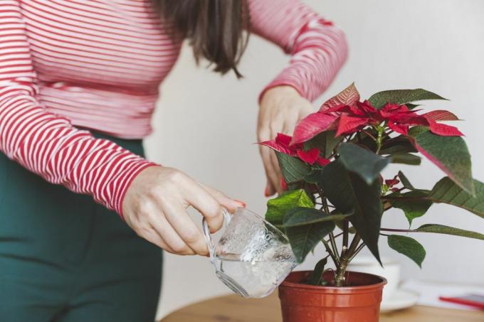 жена залива биљку божићне звезде док стоји код куће