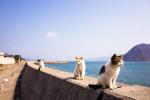 Мачја острва у Јапану